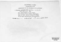 Puccinia recondita image